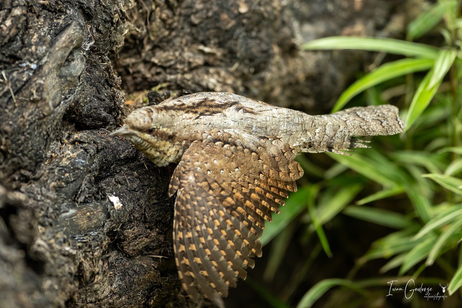 22 juli 2023 104440  R2A2672 bewerkt